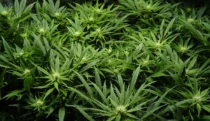 Non-Cannabis Plants That Have Cannabinoids